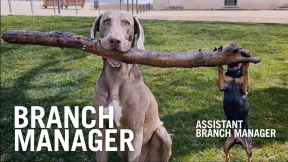 PETS WORK HARD. SO DOES THIS COLLAR.