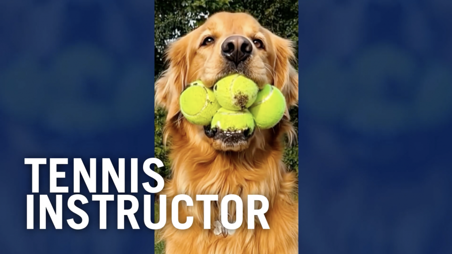 The campaign included famous dogs too.